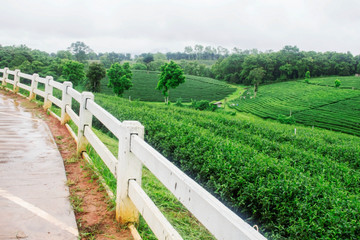 fence on tea farm.