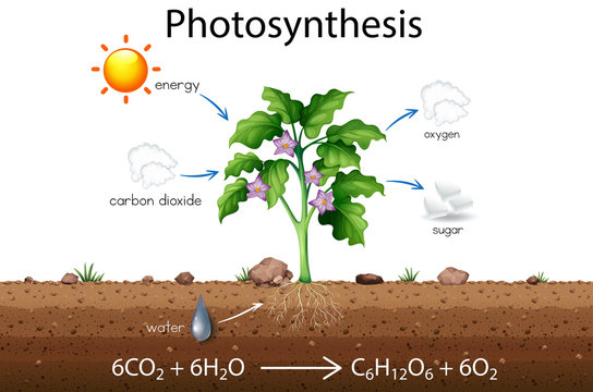 Photosynthesis explanation science diagram