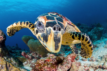 Obraz premium Hawksbill sea turtle (eretmochelys imbricata)