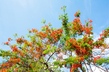 The flame tree,Flamboyant flowers tree,Peacock flowers tree.