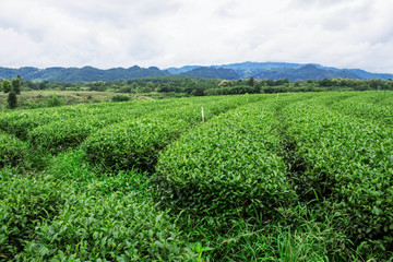 Fototapeta na wymiar Planting of green tea on mountain.