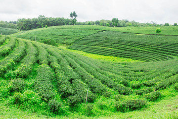 Fototapeta na wymiar Tea cultivation on mountain.