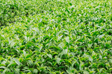 Fototapeta na wymiar tea growing with green background.