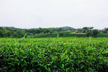 Fototapeta na wymiar Tea leaves in rainy season.