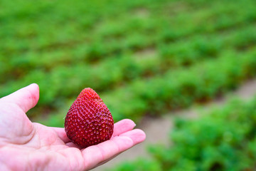 Selective focus on a woman’s hand holding a gorgeous ripe red strawberry against a blurred background of rows of strawberry plants in a farm field
