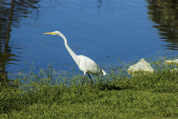 Great Egret Walking by the Edge of the Pond