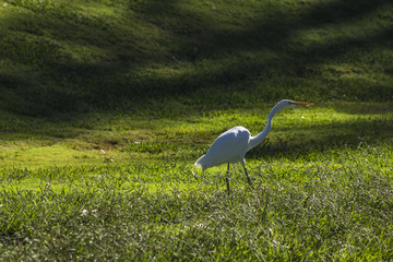 Fototapeta premium Great Egret Walking in Tall Grass by a Pond