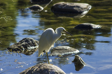 Great Egret Sitting On a Rock in a Pond