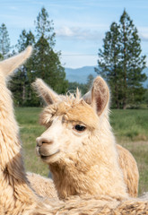Alpacas on a farm in Southern Oregon