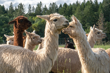 Obraz premium Alpacas on a farm in Southern Oregon