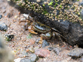 Asian Shore Crab