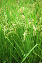 Fototapeta na wymiar Rice farm; Rice field; Rice paddy - YiLan, Taiwan