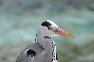 Graureier (Ardea cinerea), Captive, Baden Württemberg, Deutschland, Europa