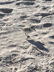 Sandpiper 