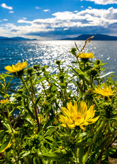 dandelions on a cliff by the ocean 2