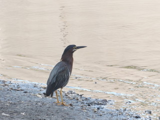 Bird by over looking lake.