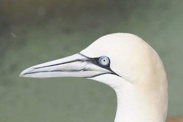 Basstölpel (Morus bassanus, Sula bassana), Portrait, Captive, Baden-Württemberg, Deutschland, Europa