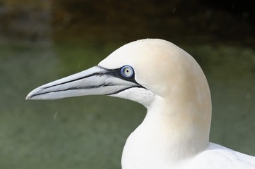 Basstölpel (Morus bassanus, Sula bassana), Portrait, Captive, Baden-Württemberg, Deutschland, Europa