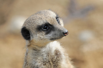 Erdmännchen (Suricata suricatta), stehen, aufmerksam, Vorkommen Afrika, captive