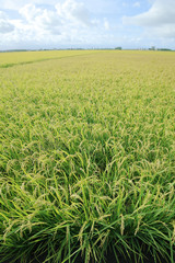 Rice farm; Rice field; Rice paddy - YiLan, Taiwan
