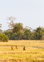 Group of lioness goes away. Amboseli, Kenya