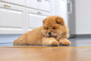 Chow chow puppy in the house. Purebred red dog chow chow