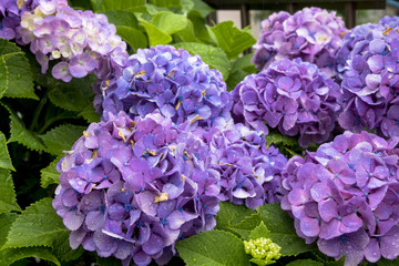 雨の日の紫陽花の花