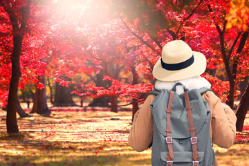 Holiday background by Tourist is traveling and sightseeing while is in the Park during autumn in South Korea.