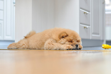 Chow chow puppy in the house. Purebred red dog chow chow © Ivan
