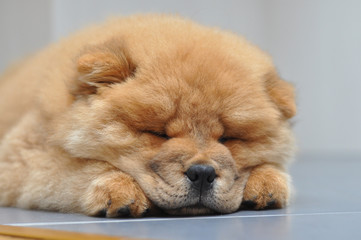 Chow chow puppy in the house. Purebred red dog chow chow