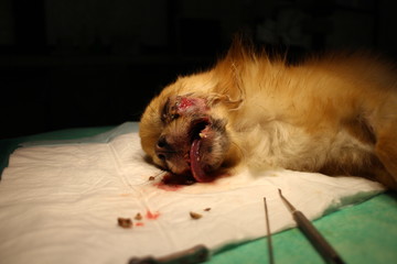 Chihuahua dog with speculum lying on operating table