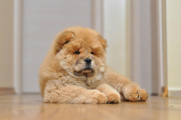 Chow chow puppy in the house. Purebred red dog chow chow