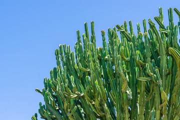 Cactus grow high into blue sky with room for text 