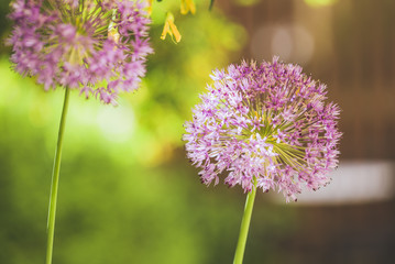 Green city Concept, Urban Life With Nature.