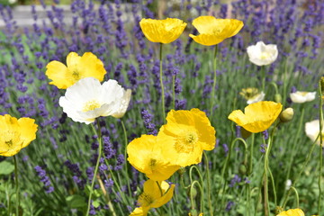 Fototapeta premium flower