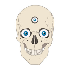 Human realistic skull. Blue eyes, third eye. White background. Flat vector illustration.