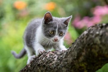 Naklejka na ściany i meble Bébé chat qui grimpe dans un arbre