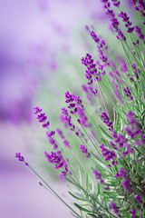 Lavendelblüte