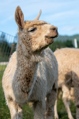 Fototapeta premium Alpacas on a farm in Southern Oregon