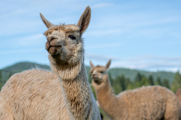 Alpacas on a farm in Southern Oregon
