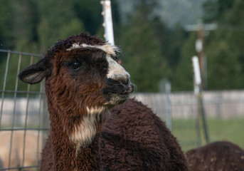 Obraz premium Alpacas on a farm in Southern Oregon
