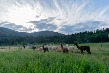 Alpacas on a farm in Southern Oregon