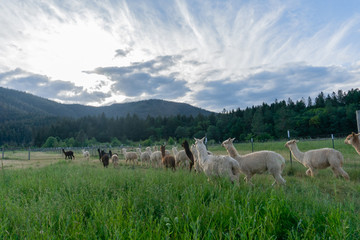 Fototapeta premium Alpacas headed home on a farm in Southern Oregon