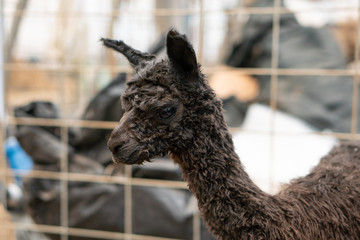 Alpacas on a farm in Southern Oregon
