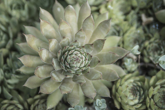 pale green succulent top view close-up background
