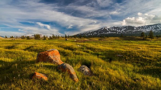 Sunset in the mountains of Altai, Mongolia. Meadow with edelweisses
