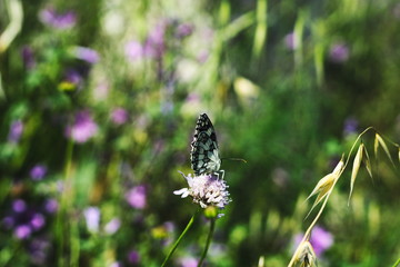 butterfly on a flower