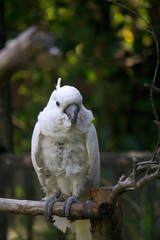 アオメキバタン