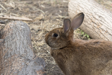Homemade Red Rabbit.