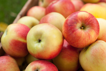 Ripe apple harvest